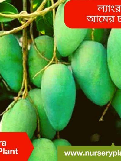 ল্যাংড়া আম গাছ