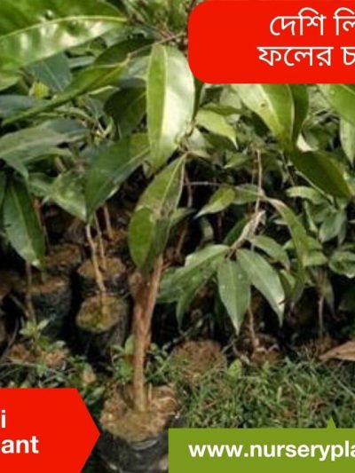 লিচু গাছের ছবি