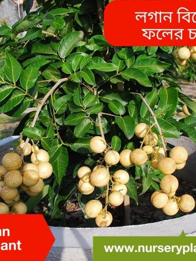কাঠলিচু গাছ