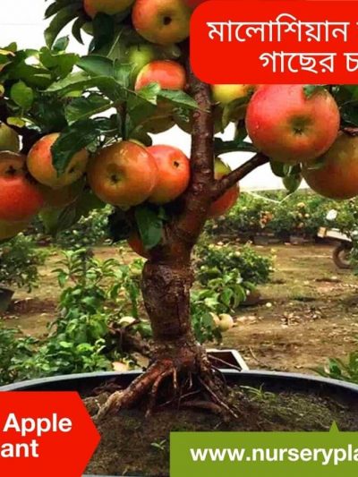 মালয়েশিয়ান আপেল গাছ
