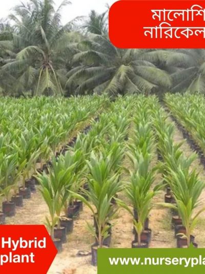 নারিকেল গাছ