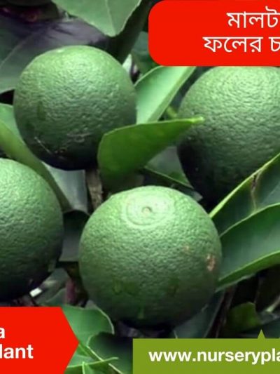 মালটা গাছের ছবি