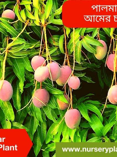 American Palmar Mango, পালমার আম