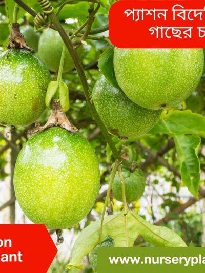 প্যাশন ফল