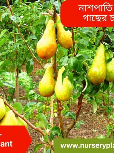 নাশপাতি ফল, নাশপাতি ফলের গাছ