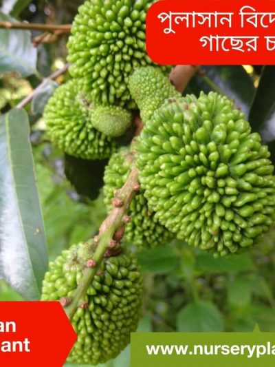 পুলাসান ফল, pulasan