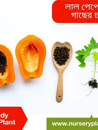 red lady papaya