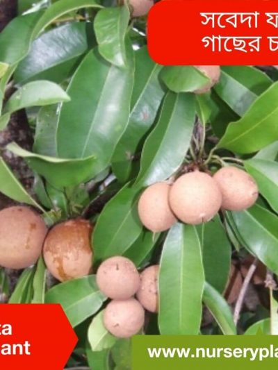 সফেদা গাছ