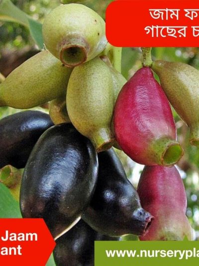 জাম ফলের ছবি