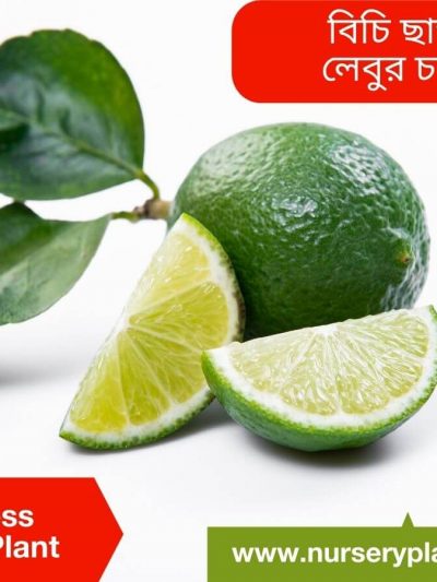 সিডলেস লেবু