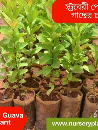 পেয়ারা গাছ