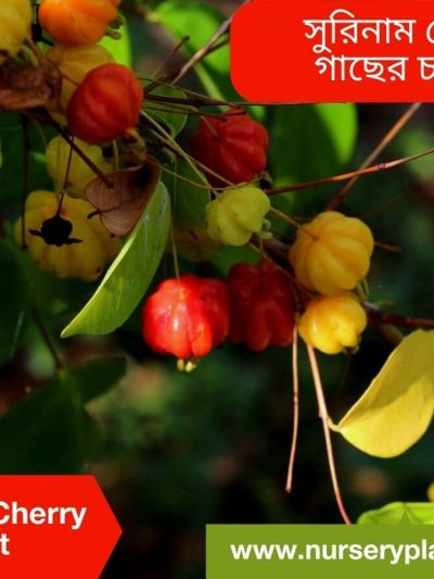 চেরি ফলের গাছ, চেরি ফল কোথায় পাওয়া যায়