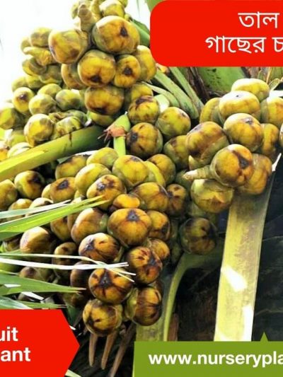 তাল