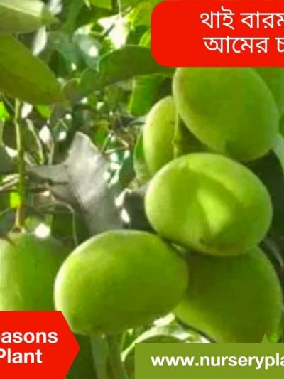 Baromasi Mango Tree