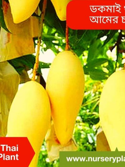 Dokmai Mango