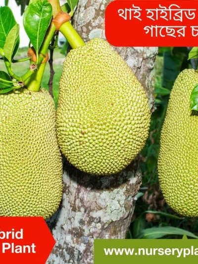 হাইব্রিড কাঁঠাল গাছ