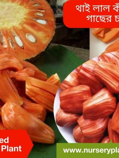 লাল কাঁঠাল, ভিয়েতনামী লাল কাঁঠাল