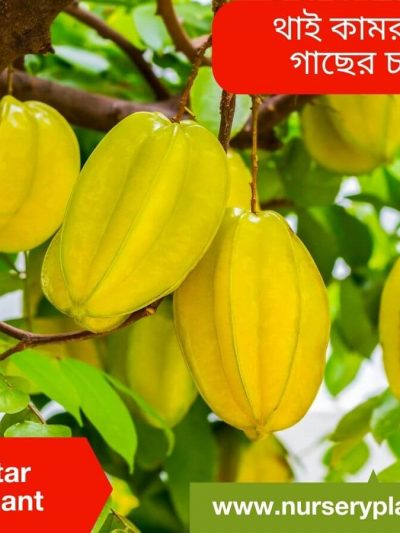কামরাঙ্গা, kamranga