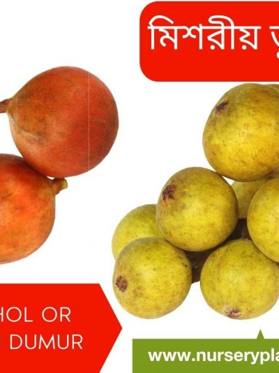 ডুমুর ফল, মিশরীয় ডুমুর