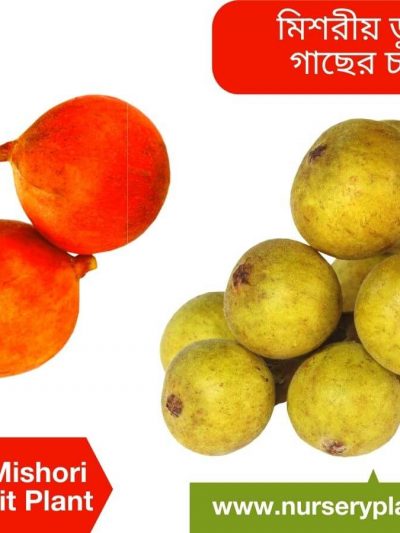 মিশরীয় ডুমুর, ত্বীন ফল