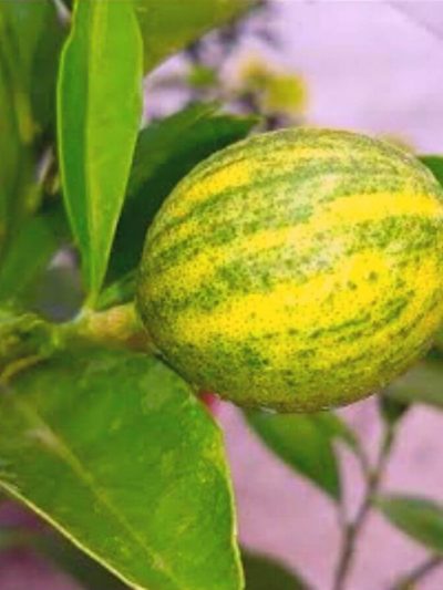 ভেরিগেটেড মালটা গাছ