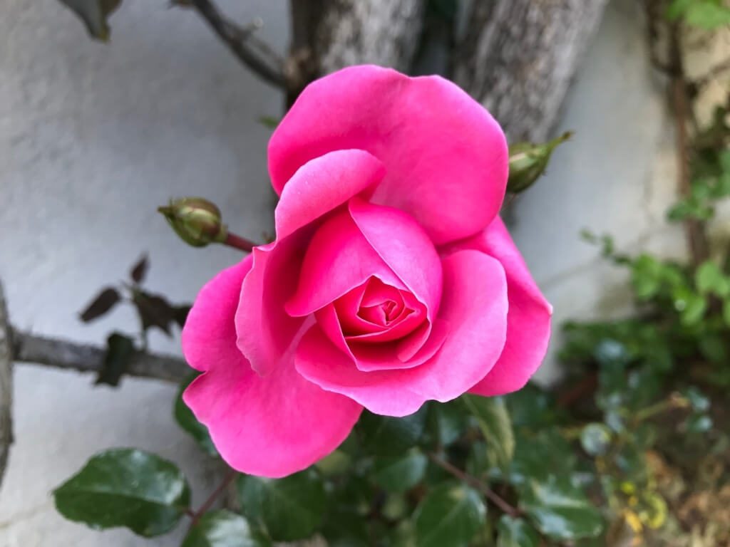 গোলাপ ফুল, Rose Picture