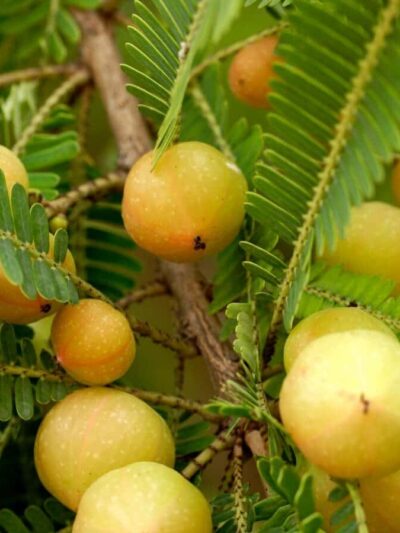 আমলকি গাছ
