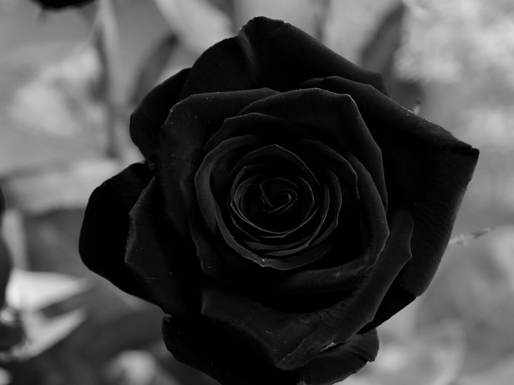 কালো গোলাপ, Black Rose 