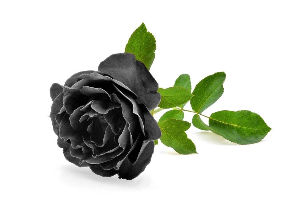 কালো গোলাপ, Black Rose