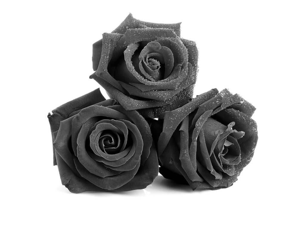 কালো গোলাপ, Black Rose