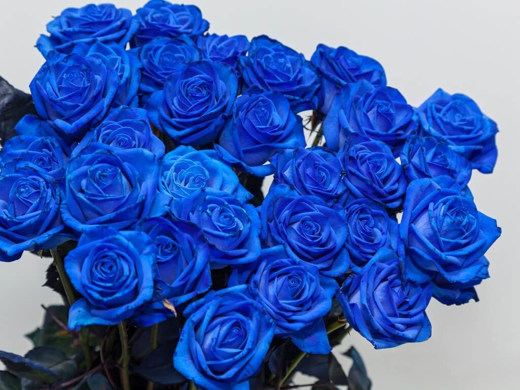 নীল গোলাপ ফুলের ছবি, Blue Rose