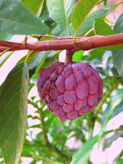 লাল শরিফা ফল