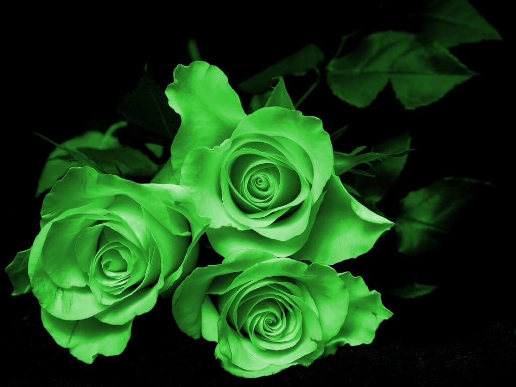 সবুজ গোলাপ ফুলের ছবি, Green Rose 