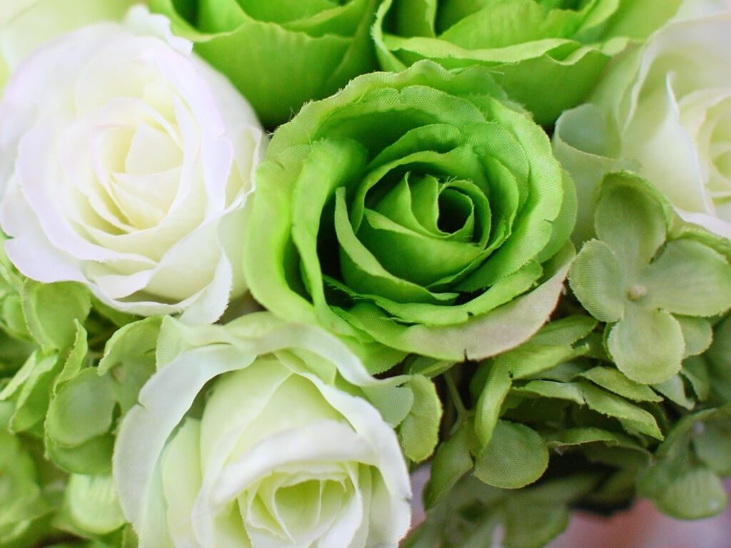 সবুজ গোলাপ ফুলের ছবি, Green Rose