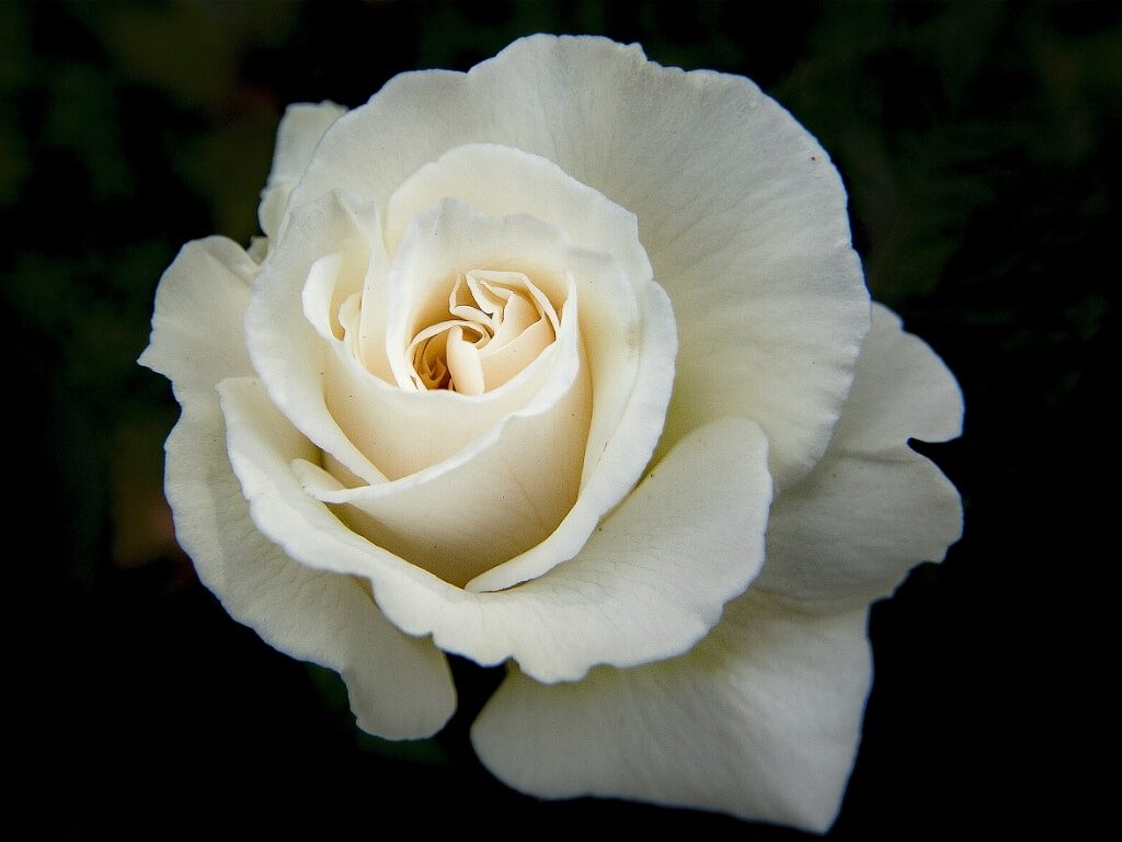 সাদা গোলাপ ফুল, White Rose
