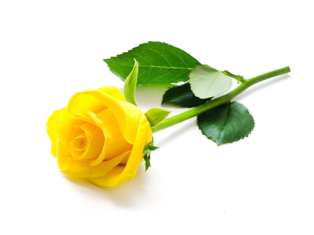হলুদ গোলাপ ফুলের ছবি, Yellow Rose