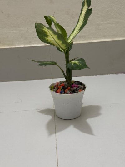 Aglaonema, এগলোনিমা