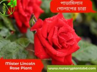 মিস্টার লিঙ্কন গোলাপ
