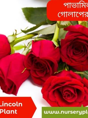 %Title 2023 মিস্টার লিঙ্কন গোলাপ