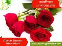 মিস্টার লিঙ্কন গোলাপ