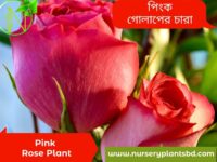 গোলাপ