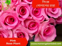 গোলাপ ফুল