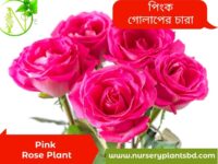 গোলাপ ফুলের ছবি
