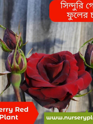%Title 2023 লাল গোলাপ ফুল-চেরি গোলাপ