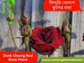 লাল গোলাপ ফুল-চেরি গোলাপ