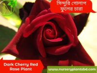 লাল গোলাপ ফুলের ছবি hd