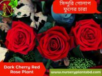 লাল গোলাপ ফুল