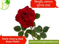লাল গোলাপ ফুলের ছবি