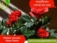 মিস্টার লিঙ্কন গোলাপ