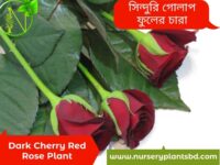 লাল গোলাপ